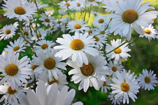 Daisies on a sunny meadow