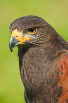 Head of Harris Hawk or Parabuteo unicinctus in side angle view - also called Dusty- or Baywinged hawk