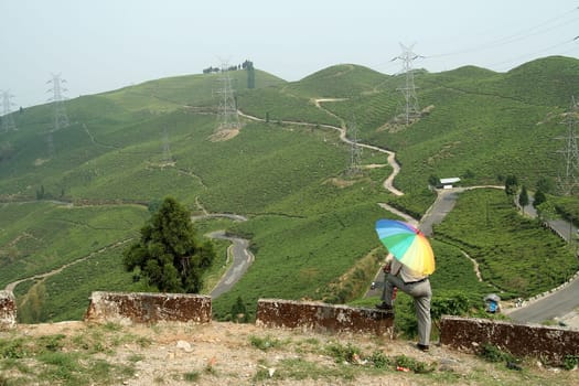 Tea plantation on mountain with multiple paths and electrical transmission towers