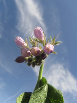 Comfrey - Symphytum officinale