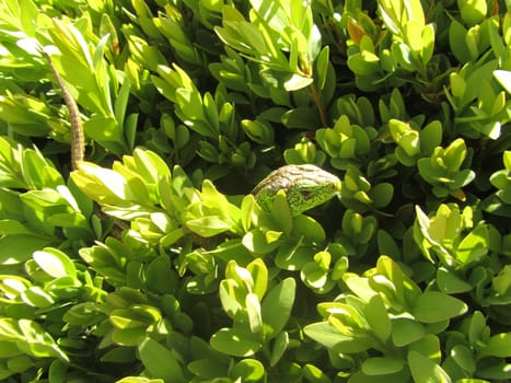 Sand lizard - Lacerta agilis