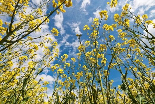 Rapeseed Field Sky Yellow