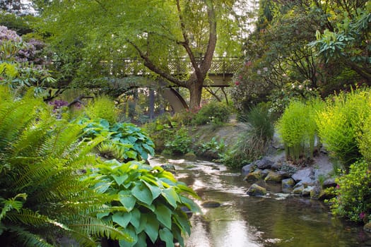 Stream Under the Wooden Bridge at Crystal Springs Rhododendron Garden in Portland Oregon