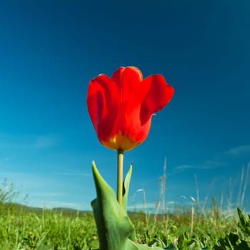 Tulip Meadow Lights