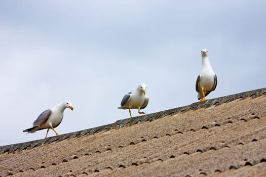 Three gulls on the roof