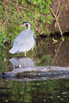 Great Blue Heron with Reflection in the water of Oregon Wetlands