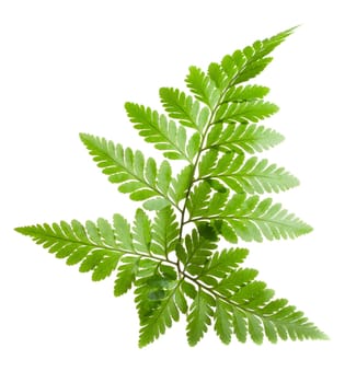 Fern isolated on white background