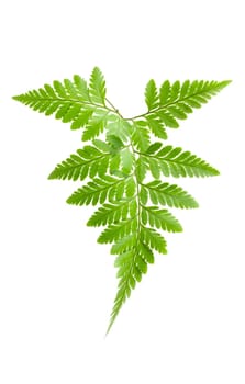 Fern isolated on white background