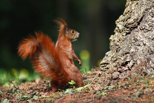 Eichhörnchen_007