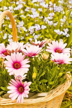 Daisies