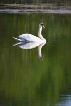 Swan