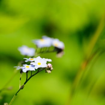 forget-me-not