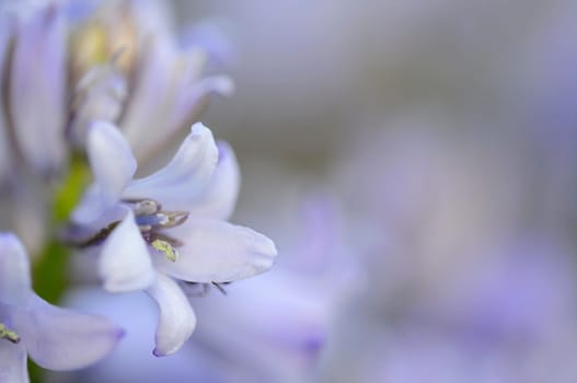 Spring Flower