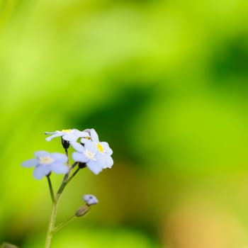 forget-me-not