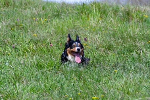Boder Collie resting on the lawn