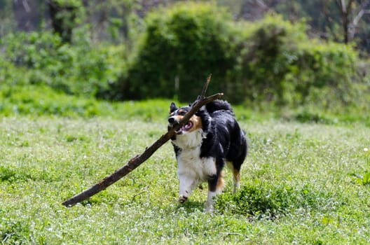 border collie while running with a wooden stick in his mouth