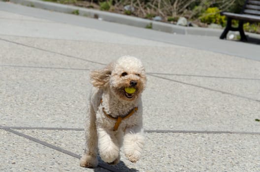 toy poodle that runs with a ball in mouth