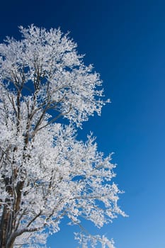 Tree with frost and blue sky in background
