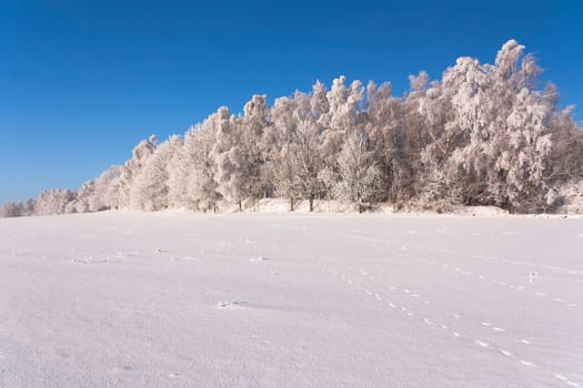 View of the snowy landscape (Kralicky Sneznik, Czech Republic)