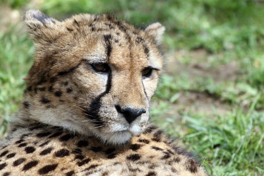 details of a cheetah, Acinonyx jubatus
