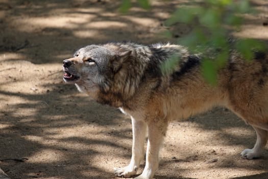 details of a gray wolf in captivity