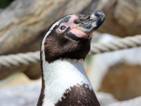 Humboldt penguin at Sababurg Zoo
