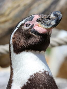Humboldt penguin at Sababurg Zoo