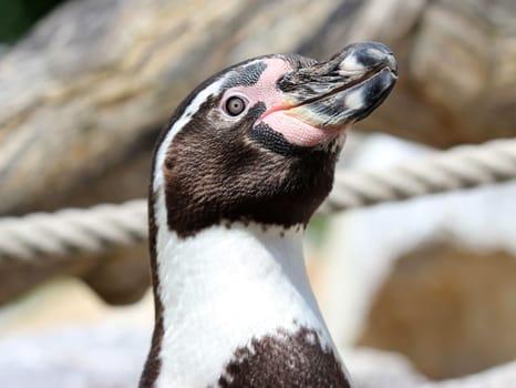 Portrait of Humboldt Penguin