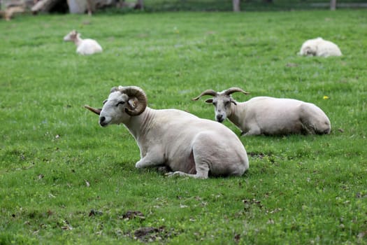 Freshly shorn Wallachian sheep at Sababurg Zoo