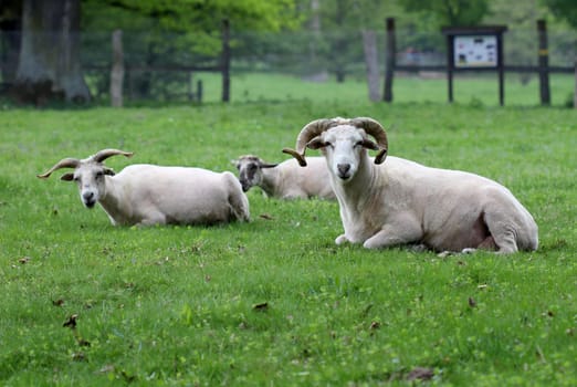 Freshly shorn Wallachian sheep at Sababurg Zoo