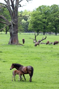 Exmoor pony mare with newborn foal and bison
