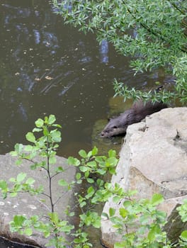 Feeding otter at Sababurg Zoo