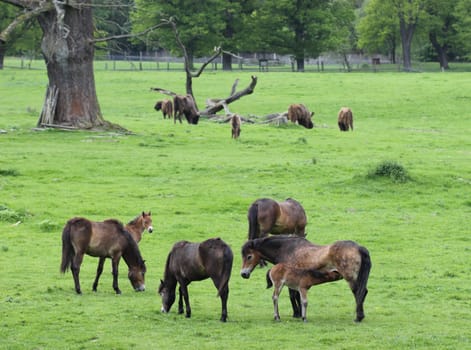 Exmoor pony mares with newborn foals and bison