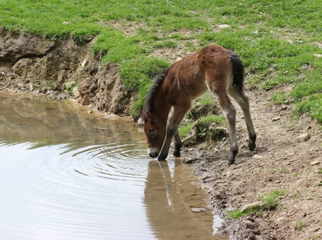 Newborn Exmoor pony foal at the watering trough