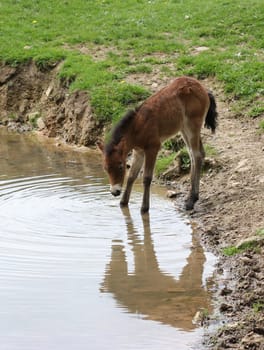 Newborn Exmoor pony foal at the watering trough