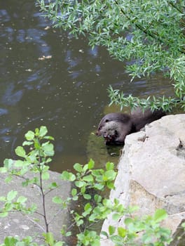 Feeding otter at Sababurg Zoo