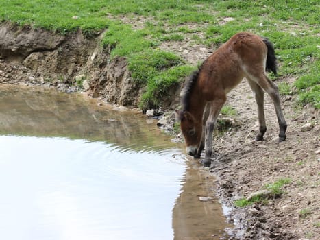 Newborn Exmoor pony foal at the watering trough