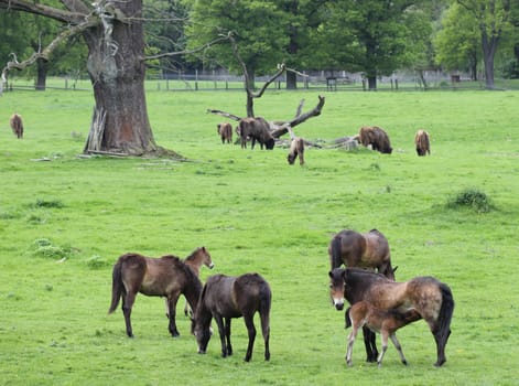 Exmoor pony mares with newborn foals and bison