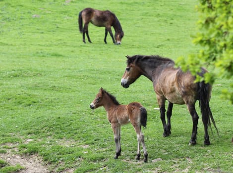 Exmoor pony mare with newborn foal