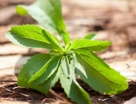 Stevia sweetleaf on wooden background