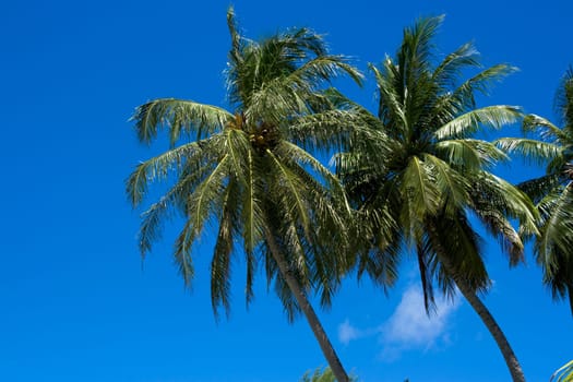 Top of coconut palm trees on background of blue sky.