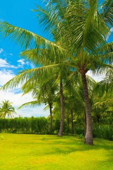 Tropical garden with coconut palm at sunny day