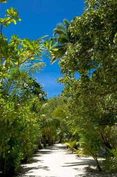 Tropical sandy beach road in sunny day. Maldives