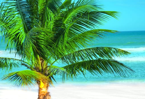 Palm tree near the ocean