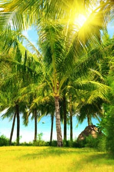 Tropical garden near the ocean