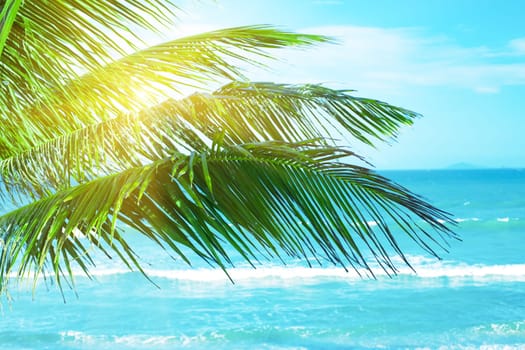Palm tree near the ocean