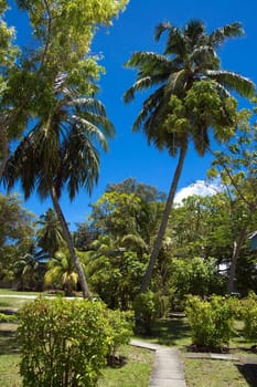 Green tropical garden in sunny day. Maldives.