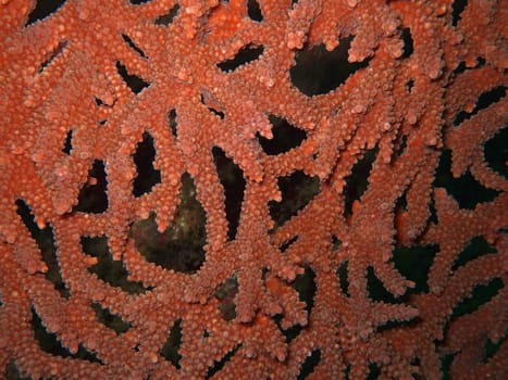texture of the sea coral.