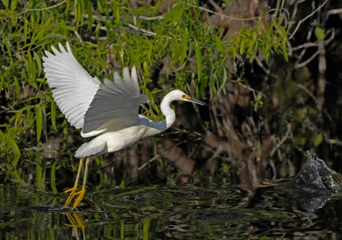 Little egret