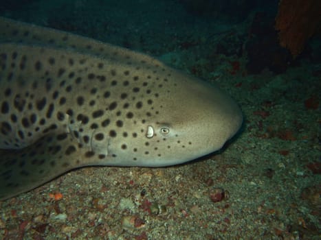 Close-up Leopard shark in the ocean.Similan Islands.